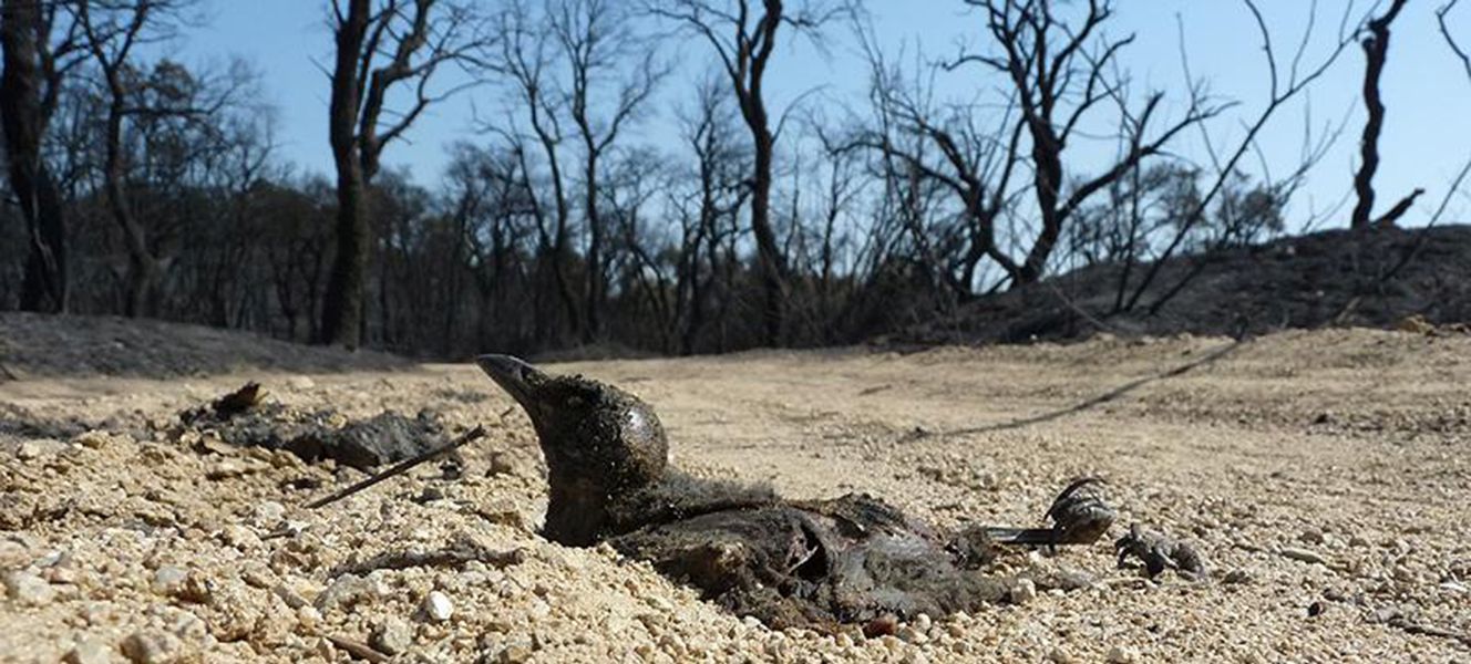 La biodiversidad se podría extinguir por el explota miento de recursos.