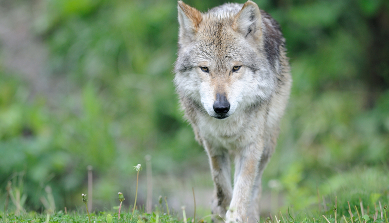 Lobo mexicano le dice adiós a la lista de especies en peligro de extinción  - ExpokNews