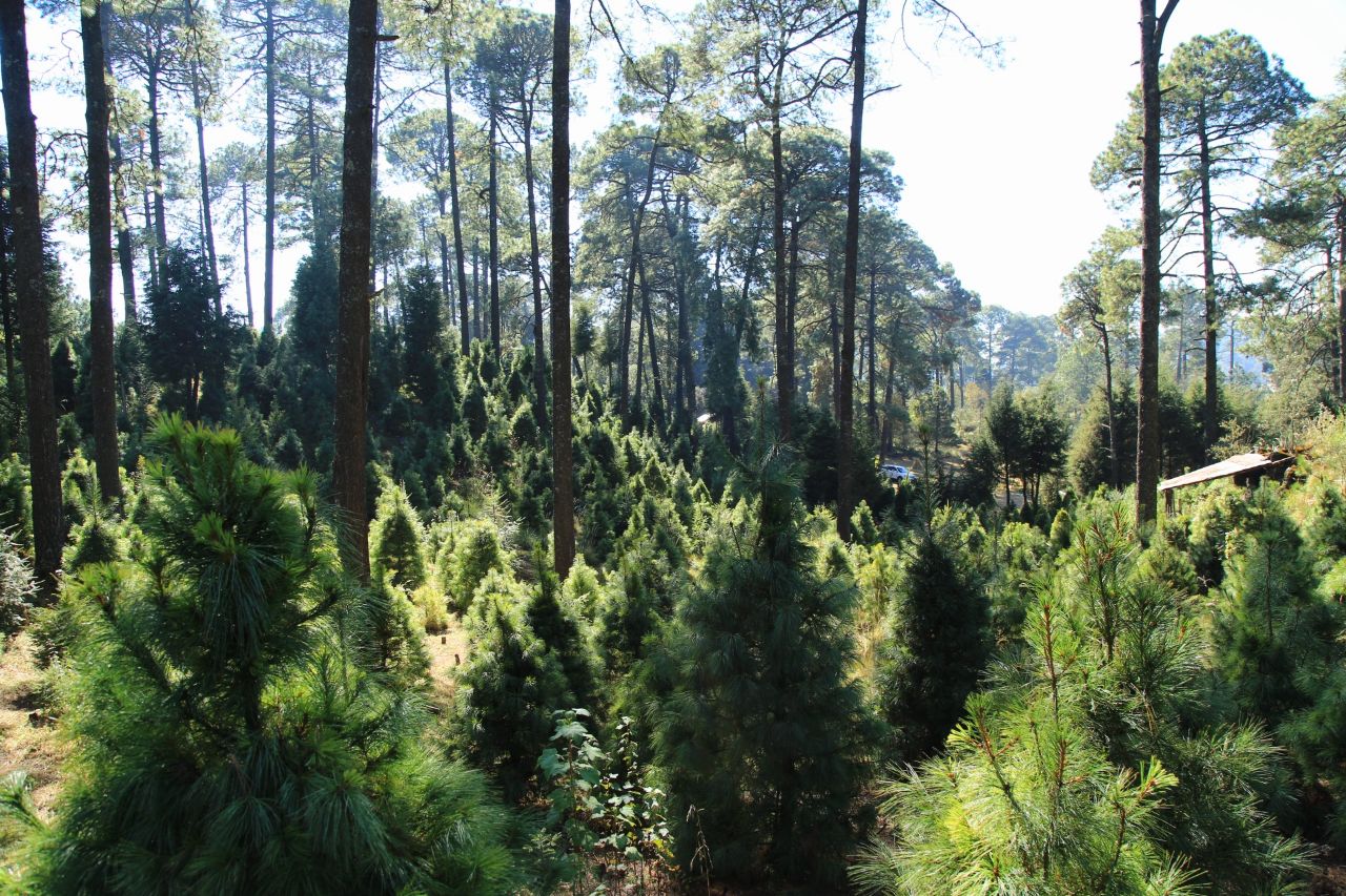 Árboles de Navidad naturales: alternativa para conservar el medio ambiente  - ExpokNews