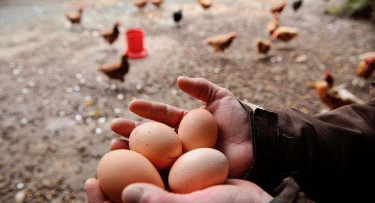 Arcos Dorados inicia la transición para servir huevos de gallinas criadas libres de jaulas en Brasil