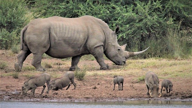 Rinocerontes. ¿Por qué COVID-19 pone en riesgo a los rinocerontes? 