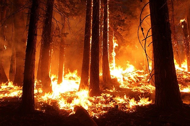 incendi. Para plantar un trillón de árboles... se usarían drones