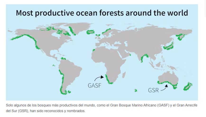 bosques submarinos