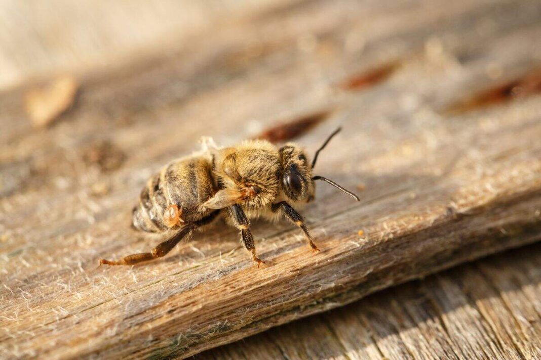 Protege Tío Nacho a más de un millón de abejas