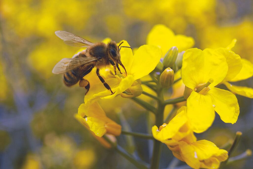 Refugios para abejas