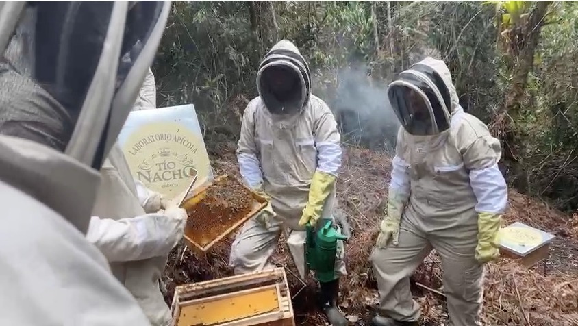 Protege Tío Nacho a más de un millón de abeja