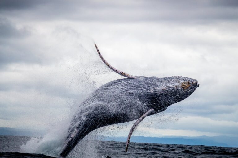 Japón suma una especie de ballena a su caza comercial; ¿responsable?