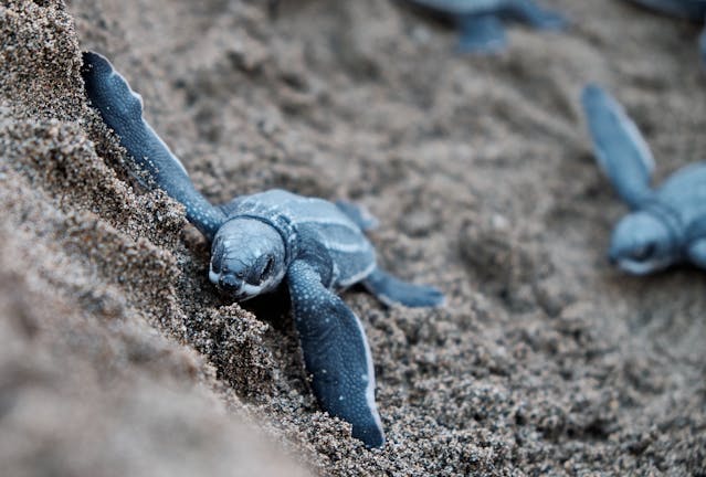 Marriott Puerto Vallarta: Un refugio para la Tortuga Golfina