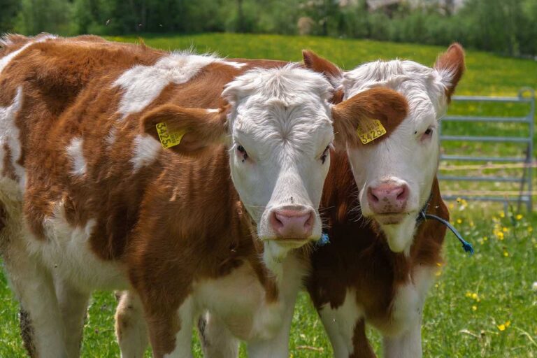 100 dólares por vaca costará el primer impuesto de carbono sobre el ganado
