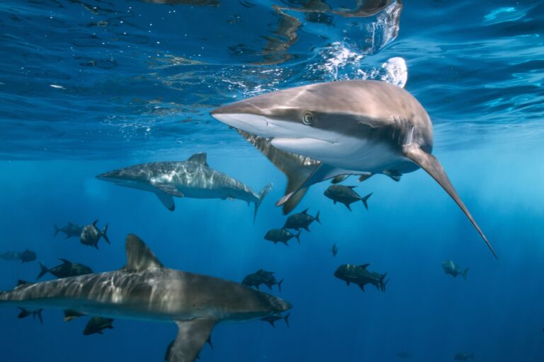 Fundación Coppel se sumó a la celebración del Día Internacional de los Tiburones