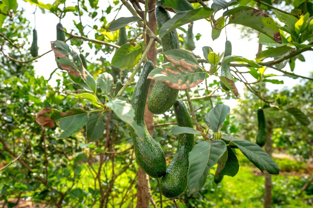 aguacate mexicano