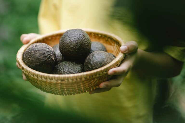 La conexión entre el boom del aguacate y la deforestación en México