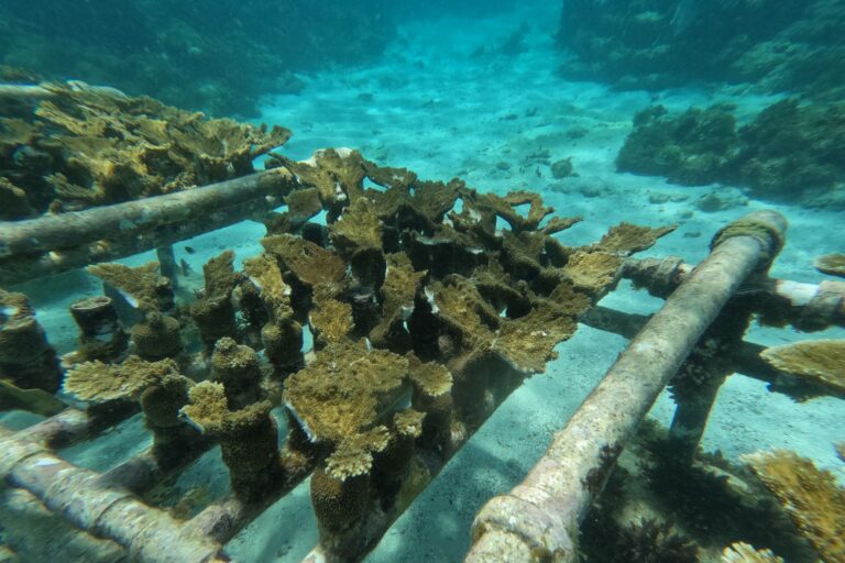 Holcim en alianza estratégica para la conservación y la restauración de corales al Sur del País