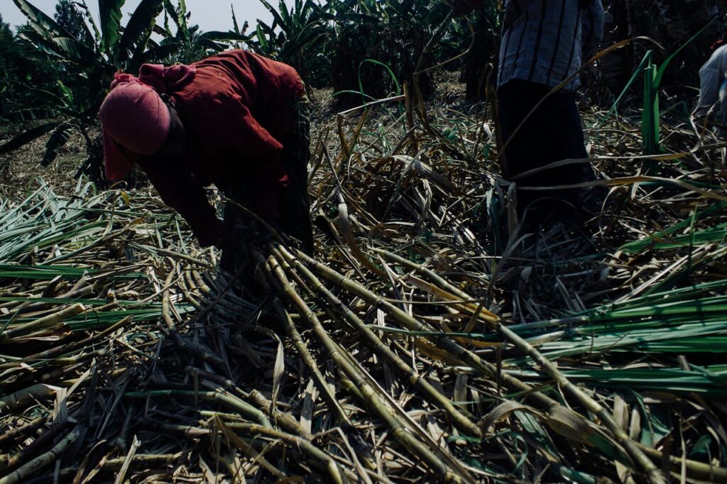 reforestación de las comunidades urbanas