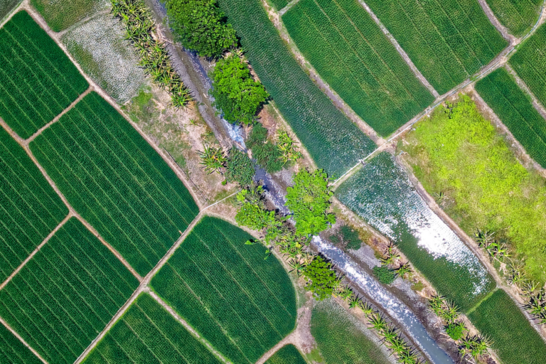 Día Mundial de la Agricultura: Syngenta presenta avances en su agenda de salud de suelo y biodiversidad a través del programa LivinGro