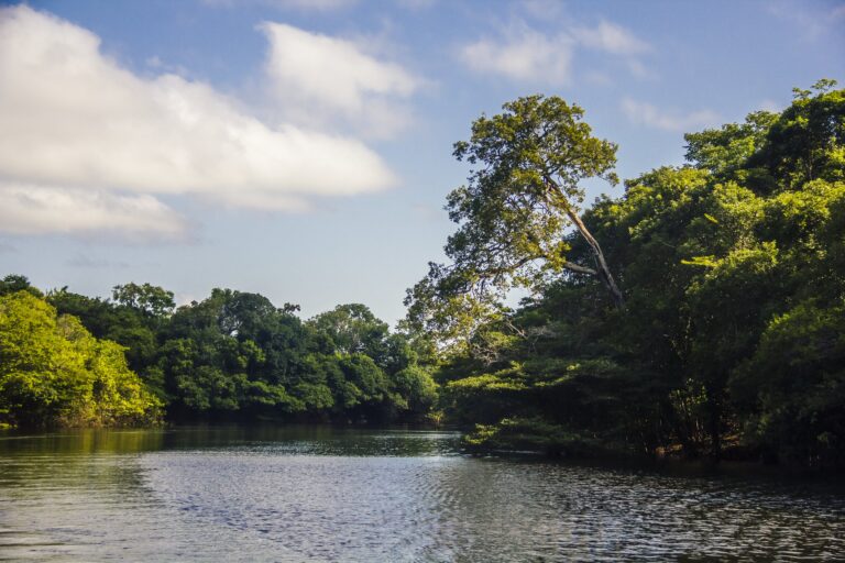 Amazonía: no existe Selva en Pie si nos quedamos sentados