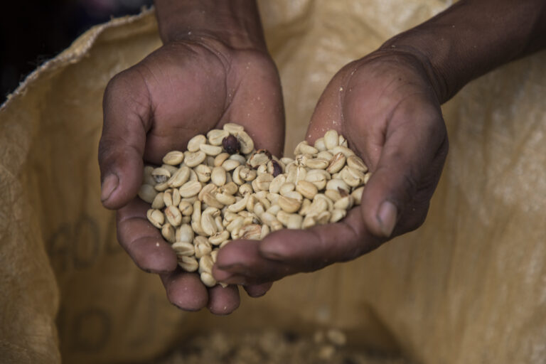 “Todos Sembramos Café” de Starbucks ha apoyado a más de 12 mil caficultores mexicanos