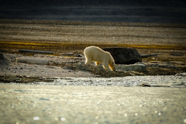 6 récords climáticos alcanzados durante 2024