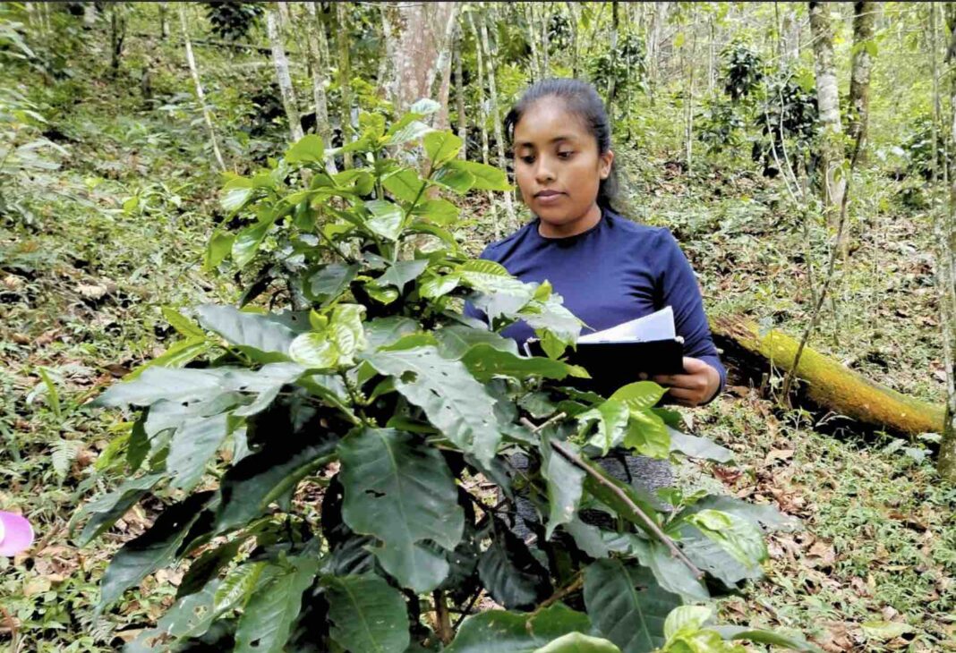 el futuro de la caficultura mexicana 