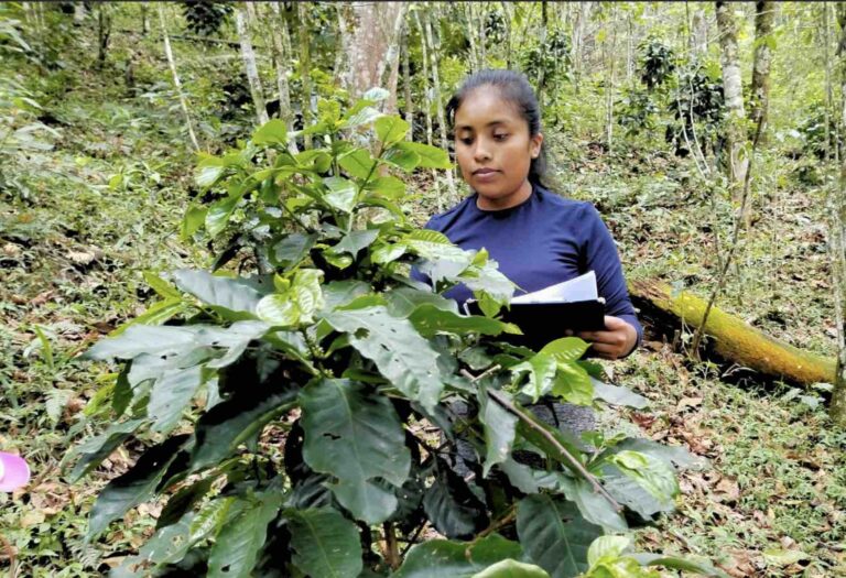 Unidos por el café: Sabormex y CHEP impulsan el futuro de la caficultura mexicana 