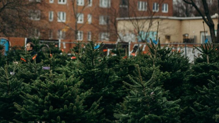 Recicla tu árbol de Navidad: Walmart de México y Centroamérica habilitará 29 centros de acopio en Ciudad de México